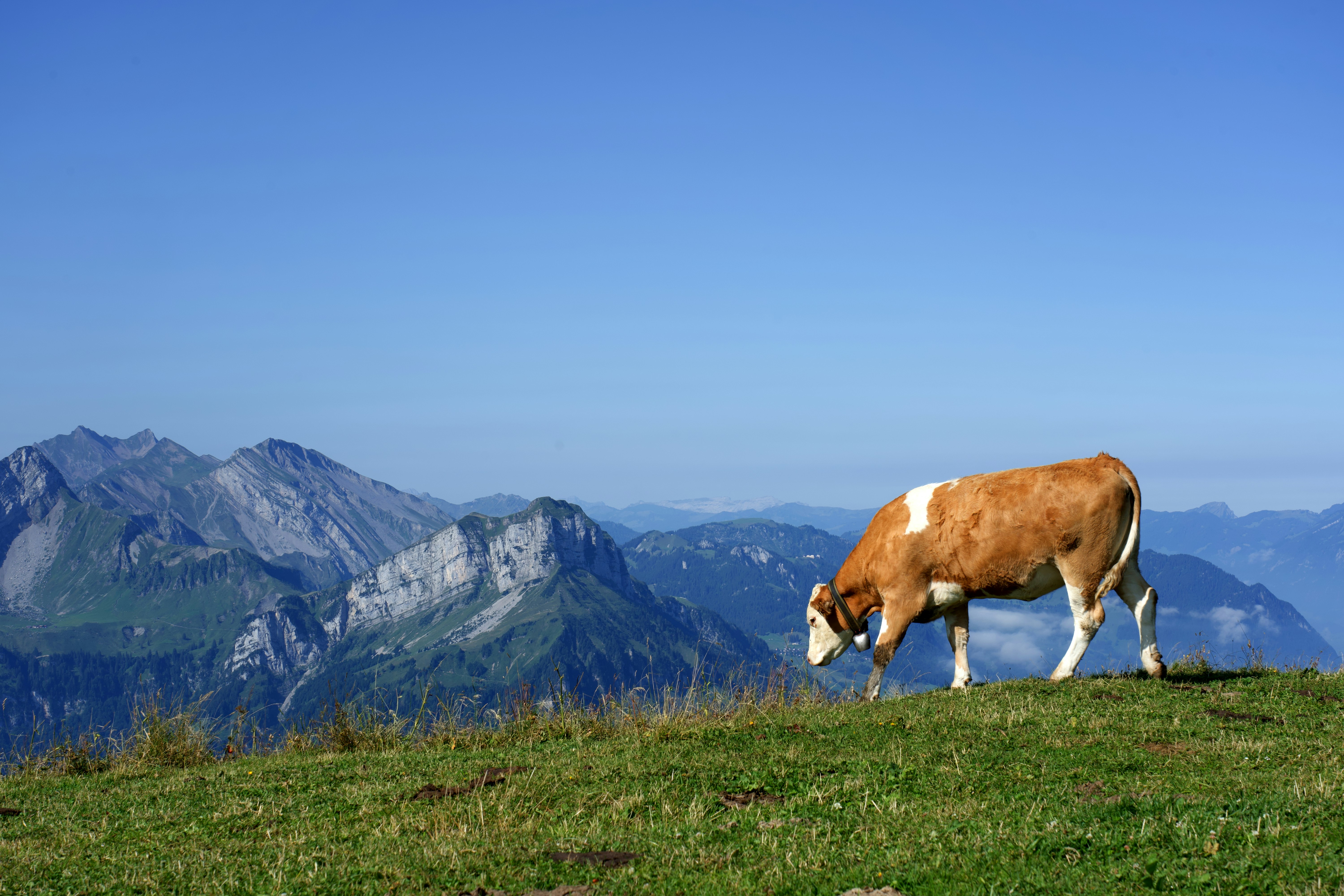brown and white cattle in green field viewing mountain under blue sky during daytime